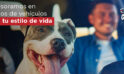 Te asesoramos en los tipos de vehículos según tu estilo de vida